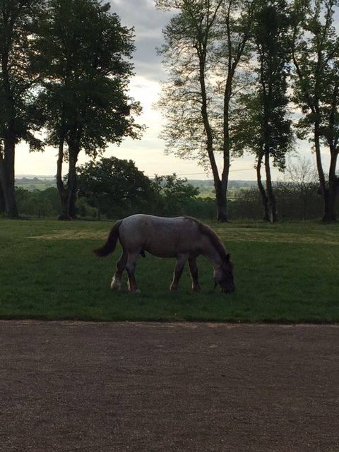 Piedouault's horse